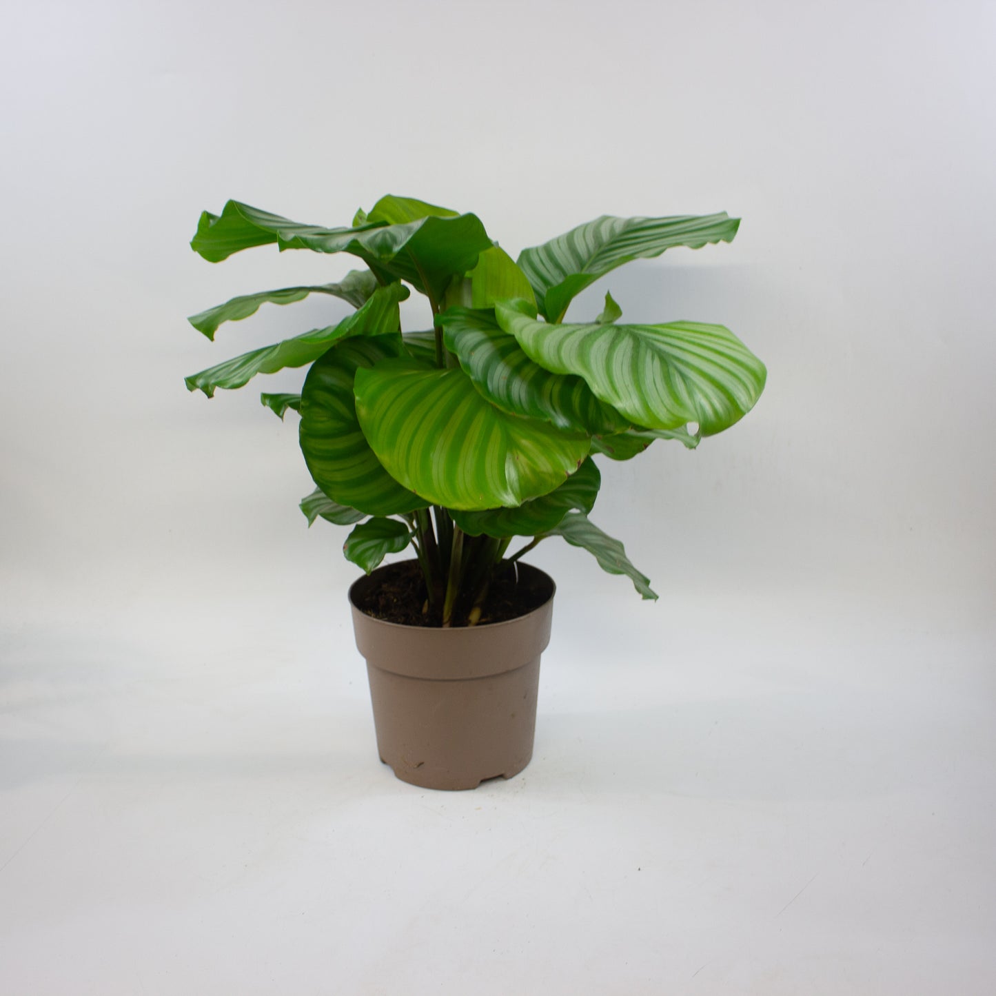 Calathea Choose One on TikTok 17cm H60cm