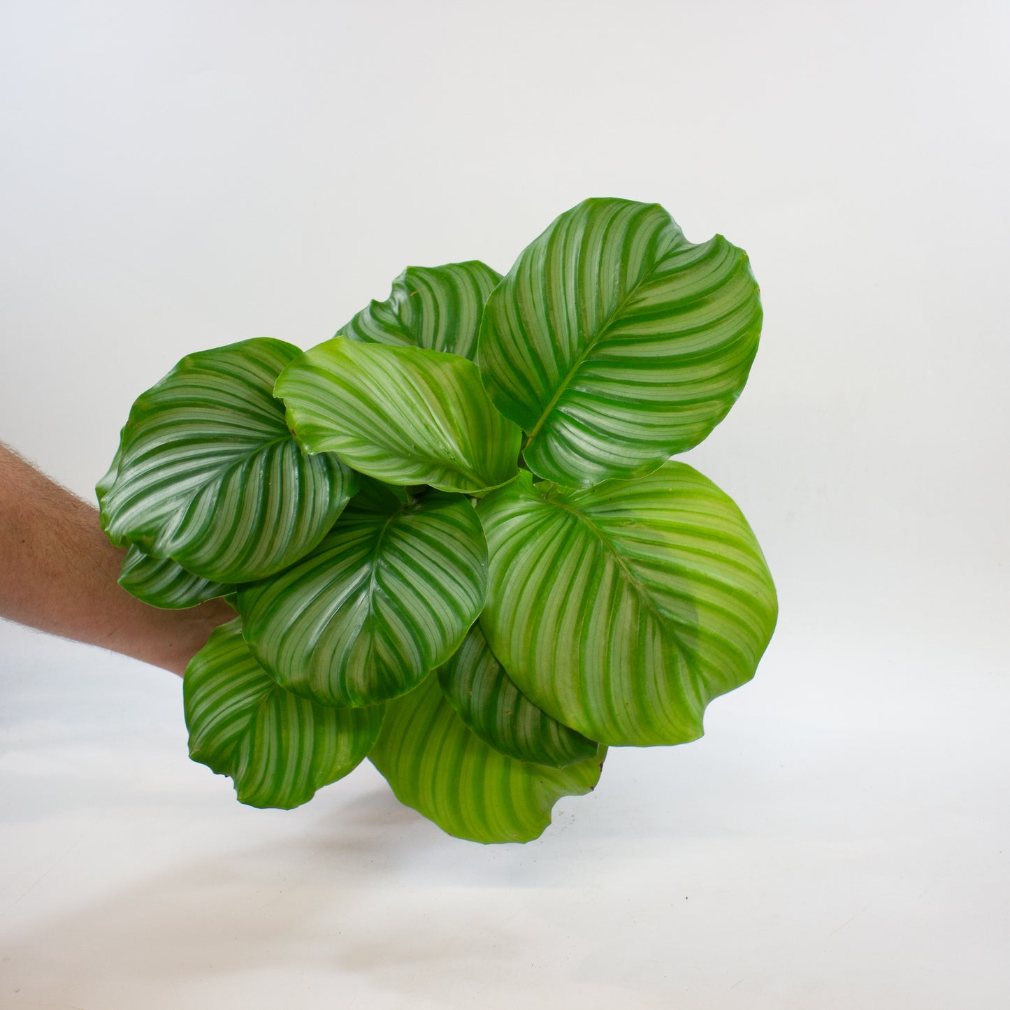 Calathea Choose One on TikTok 14cm H45cm