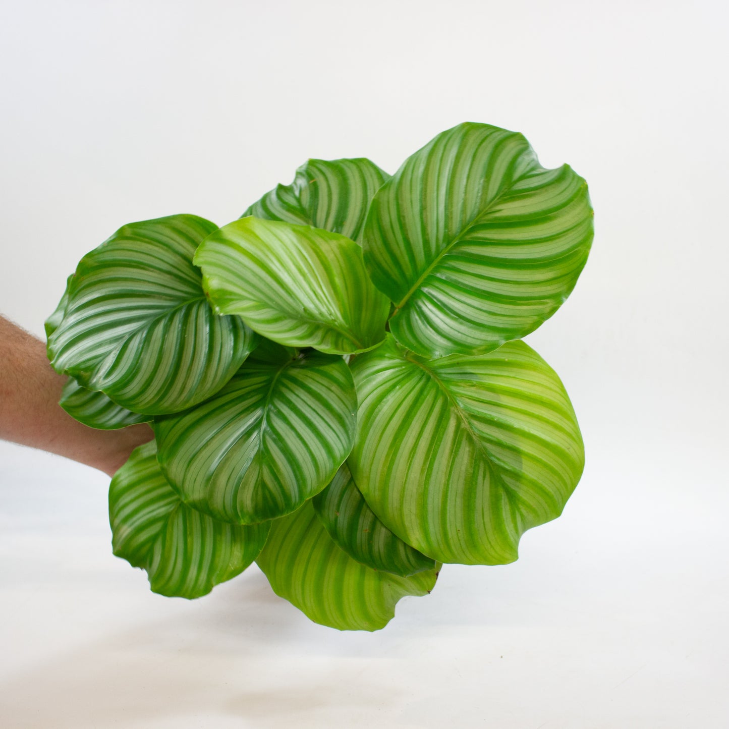 Calathea Choose One on TikTok 14cm H45cm