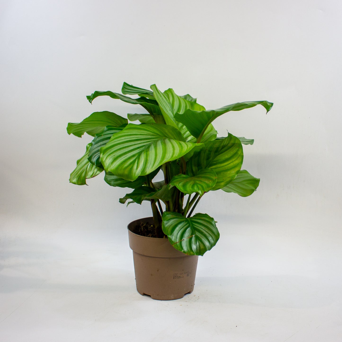 Calathea Choose One on TikTok 14cm H45cm