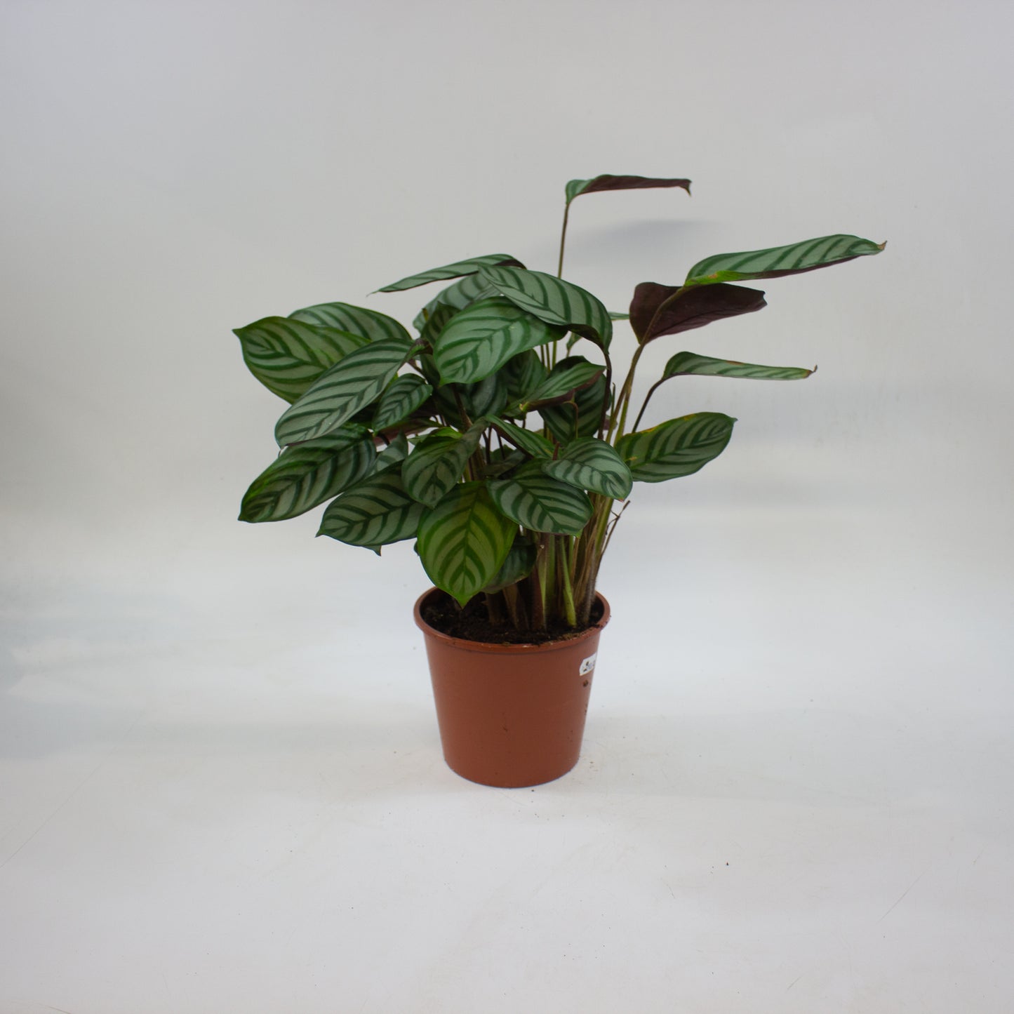 Calathea Choose One on TikTok 14cm H45cm