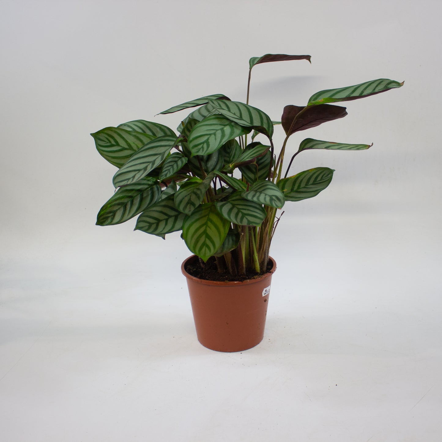 Calathea Choose One on TikTok 14cm H45cm