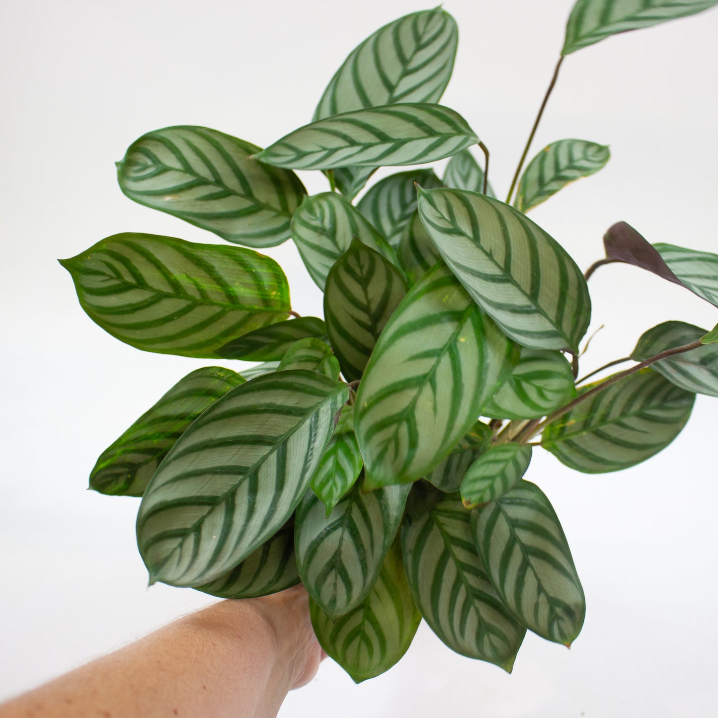 Calathea Choose One on TikTok 17cm H60cm