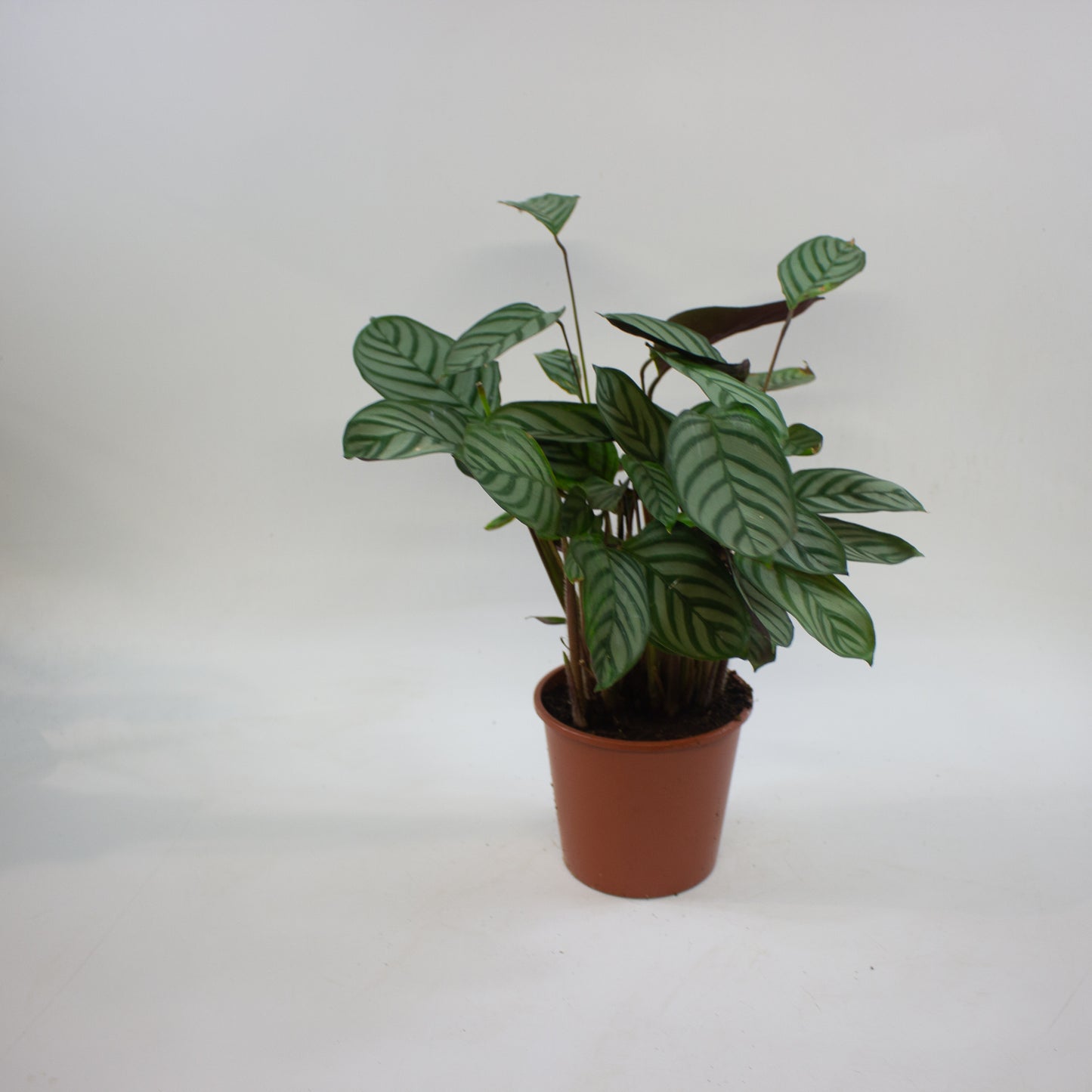 Calathea Choose One on TikTok 14cm H45cm