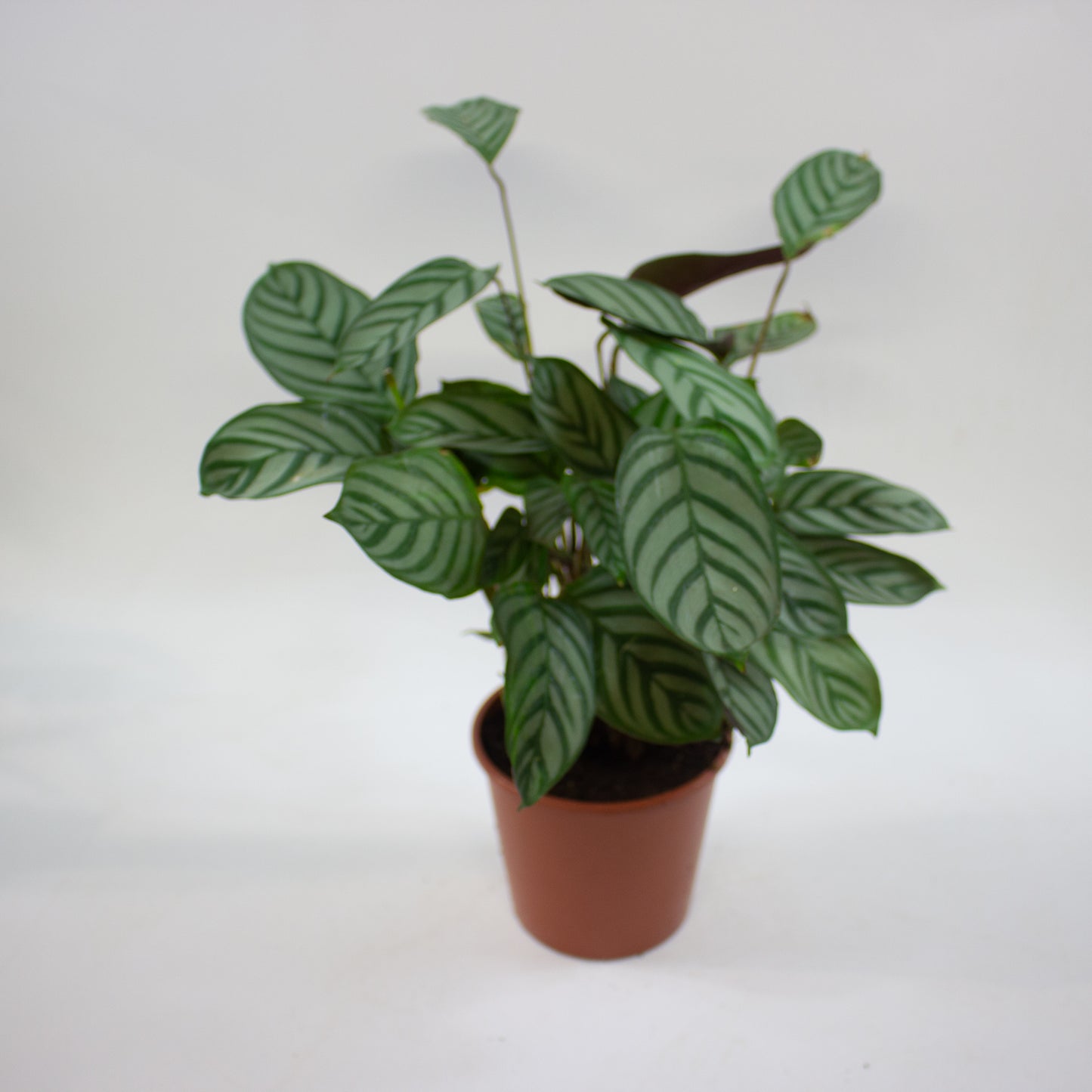 Calathea Choose One on TikTok 14cm H45cm