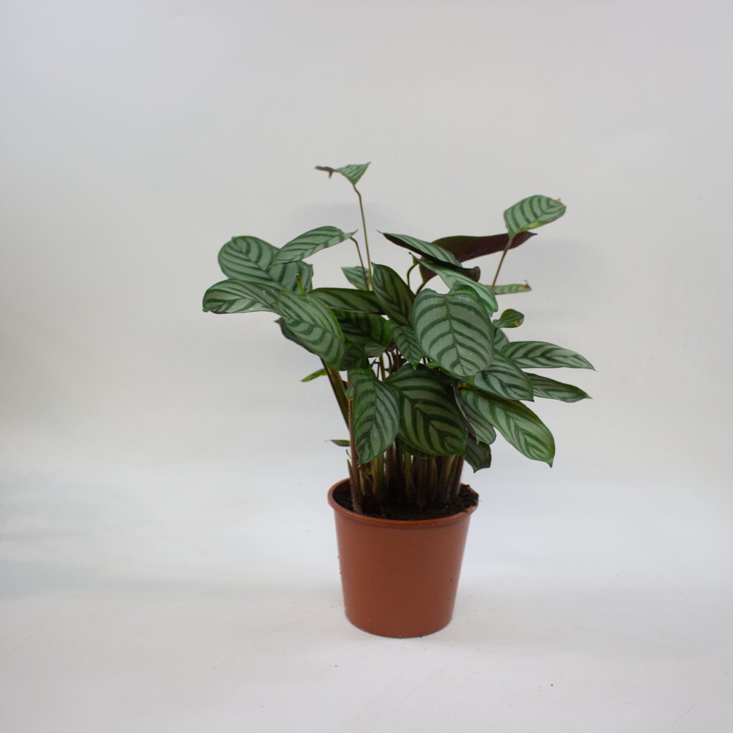Calathea Choose One on TikTok 14cm H45cm