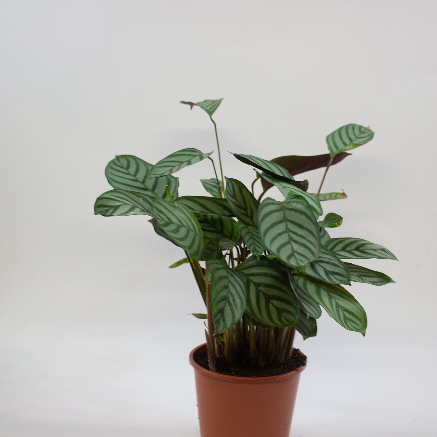 Calathea Choose One on TikTok 17cm H60cm