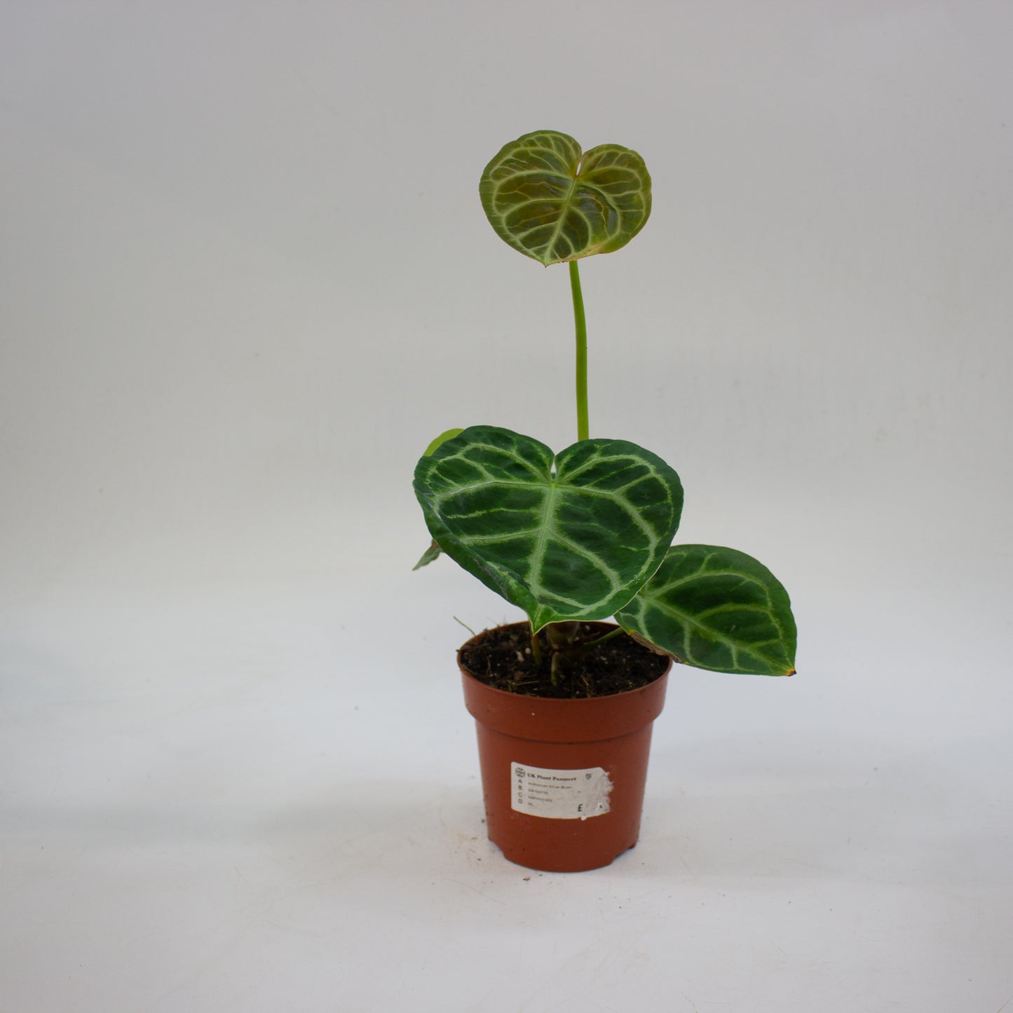 Anthurium 'Silver Blush' 12cm H25cm