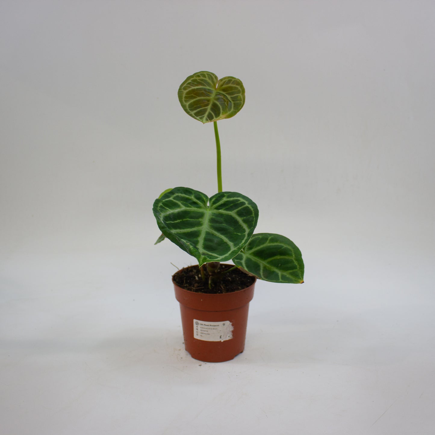 Anthurium 'Silver Blush' 12cm H25cm