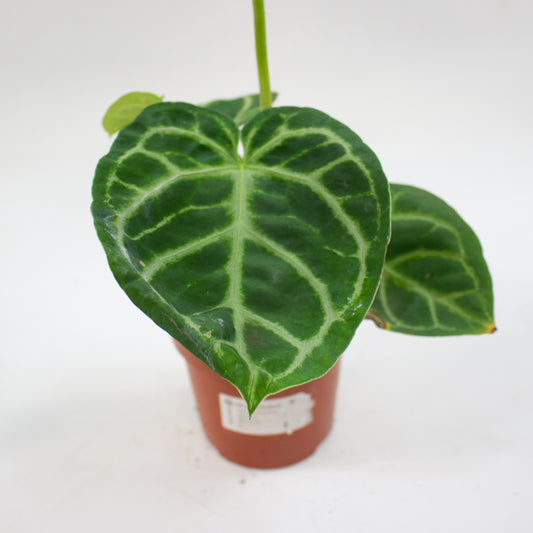 Anthurium 'Silver Blush' 12cm H25cm