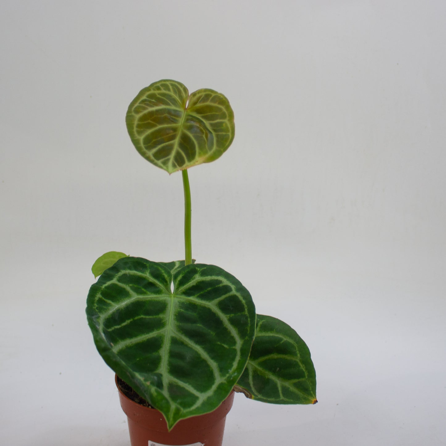 Anthurium 'Silver Blush' 12cm H25cm