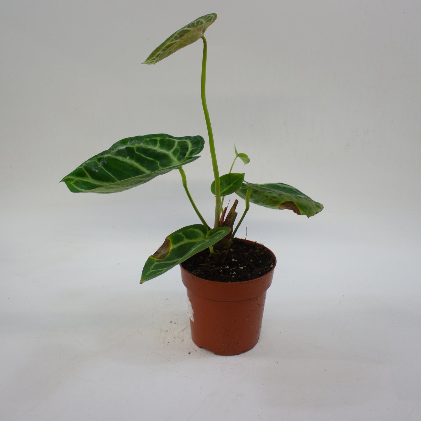 Anthurium 'Silver Blush' 12cm H25cm