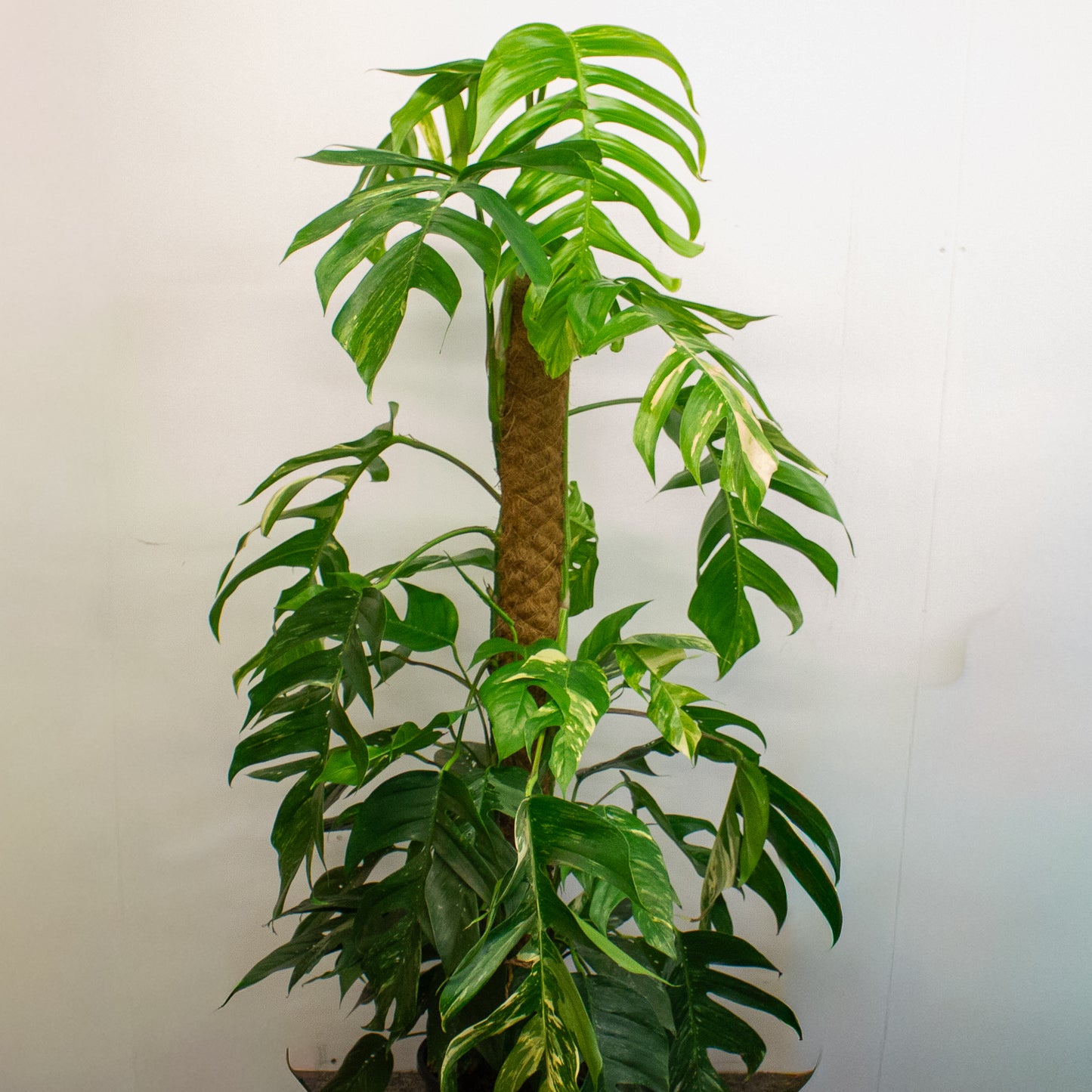 Epipremnum Pinnatum 'Albo Variegata' 24cm H125cm