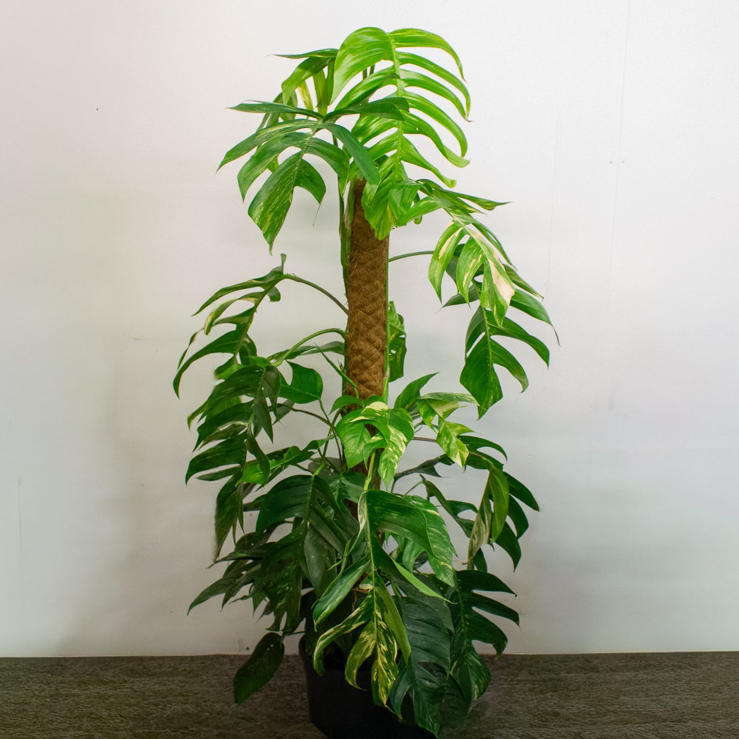 Epipremnum Pinnatum 'Albo Variegata' 24cm H125cm