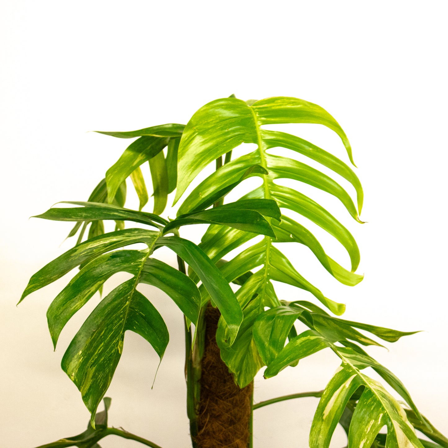 Epipremnum Pinnatum 'Albo Variegata' 24cm H125cm