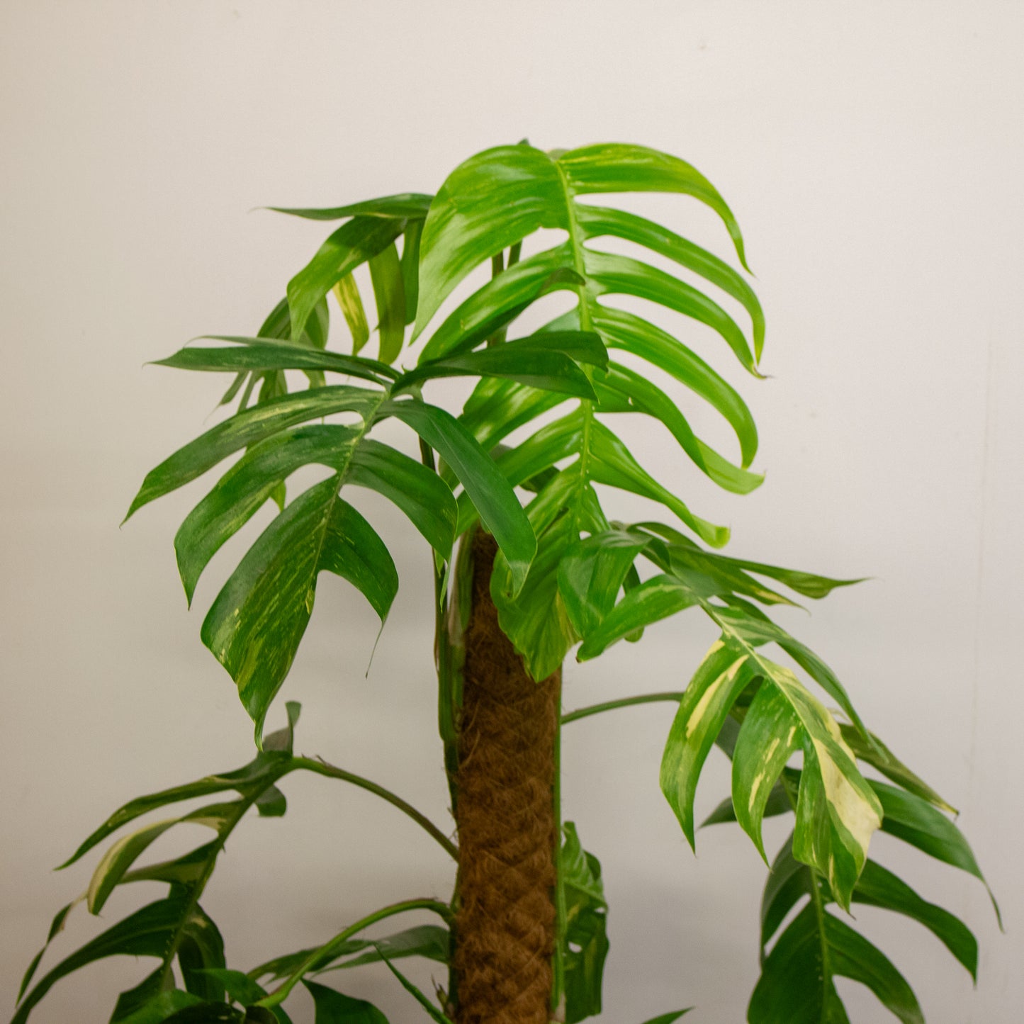 Epipremnum Pinnatum 'Albo Variegata' 24cm H125cm