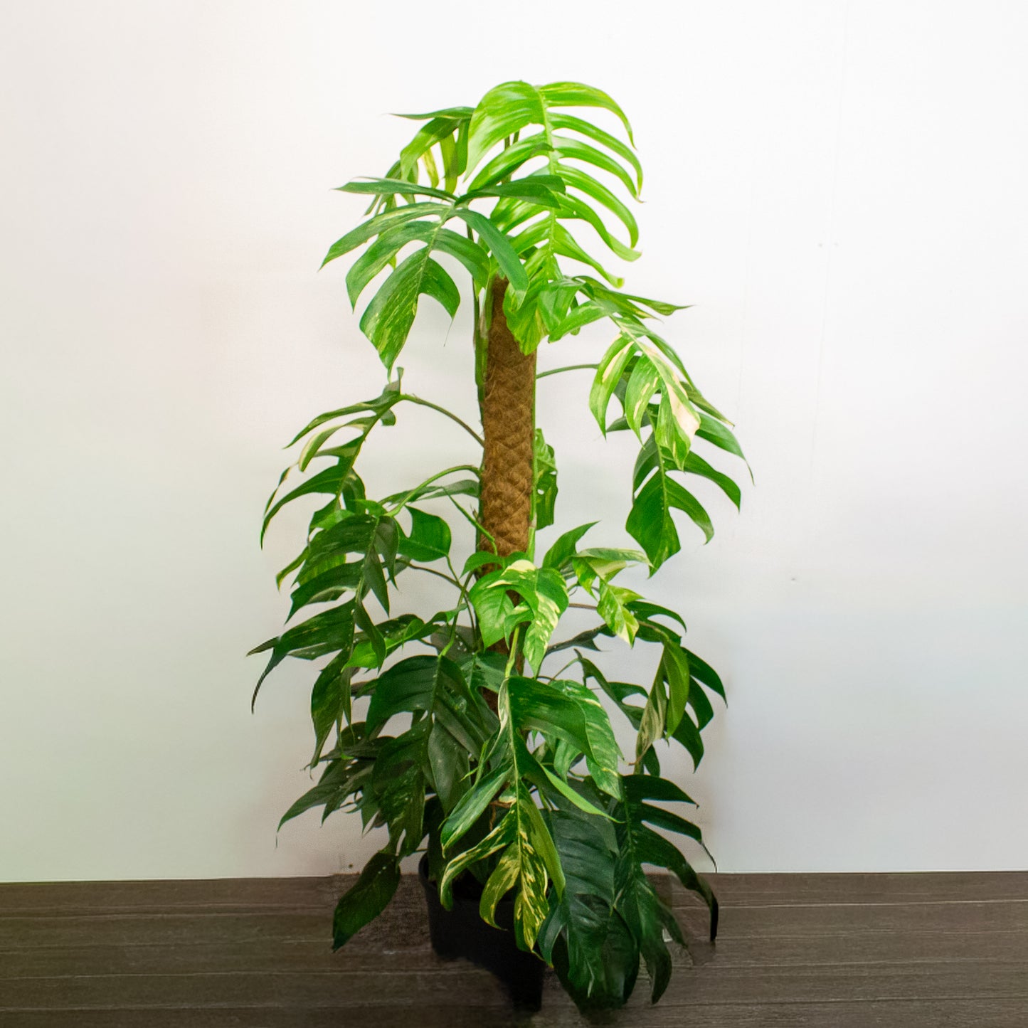 Calathea Choose One on TikTok 17cm H60cm