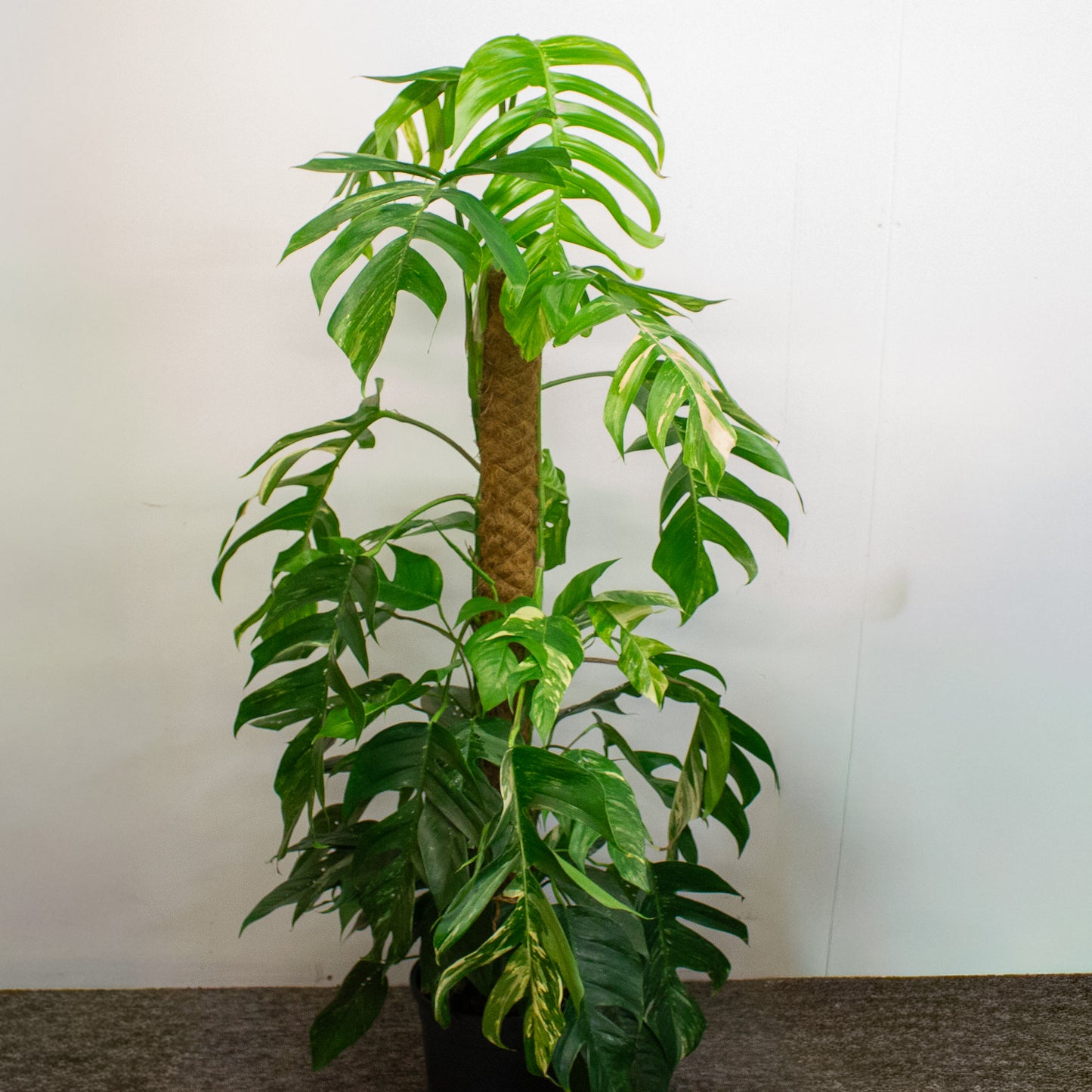 Epipremnum Pinnatum 'Albo Variegata' 24cm H125cm