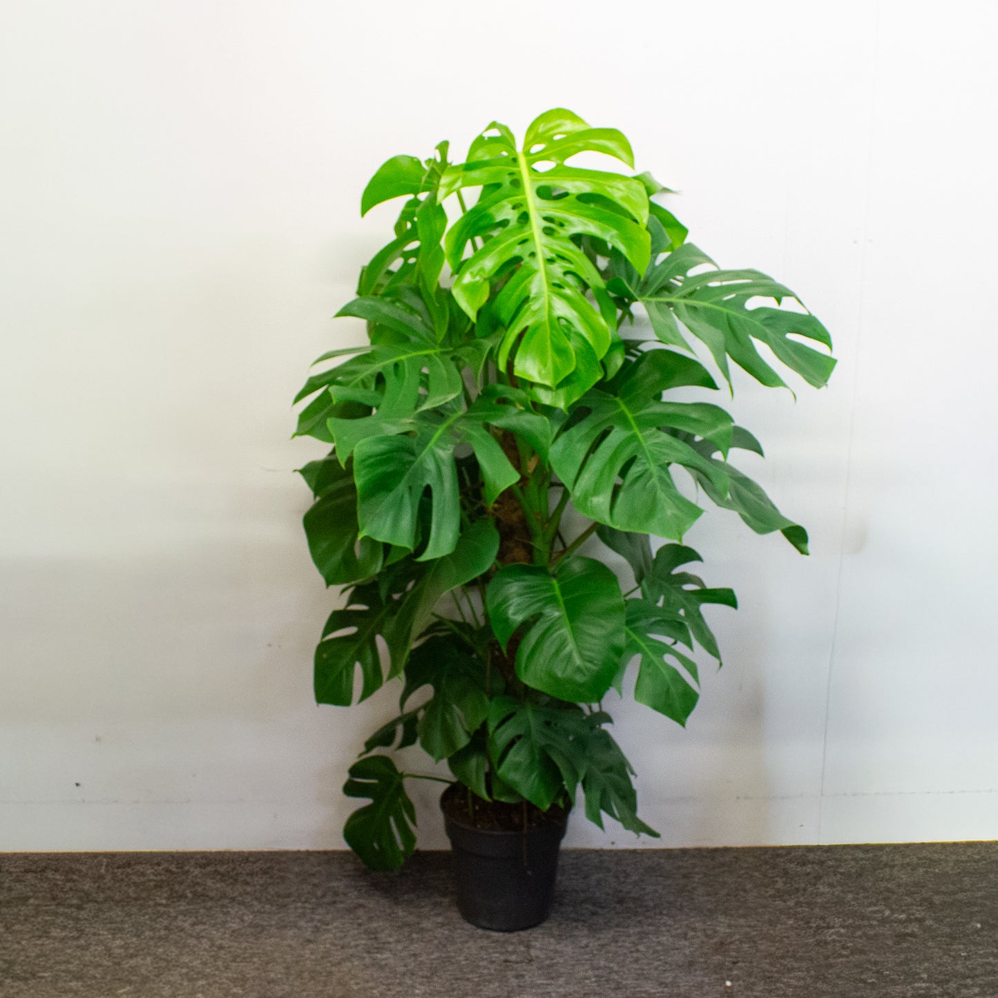 Monstera deliciosa 24cm H180cm