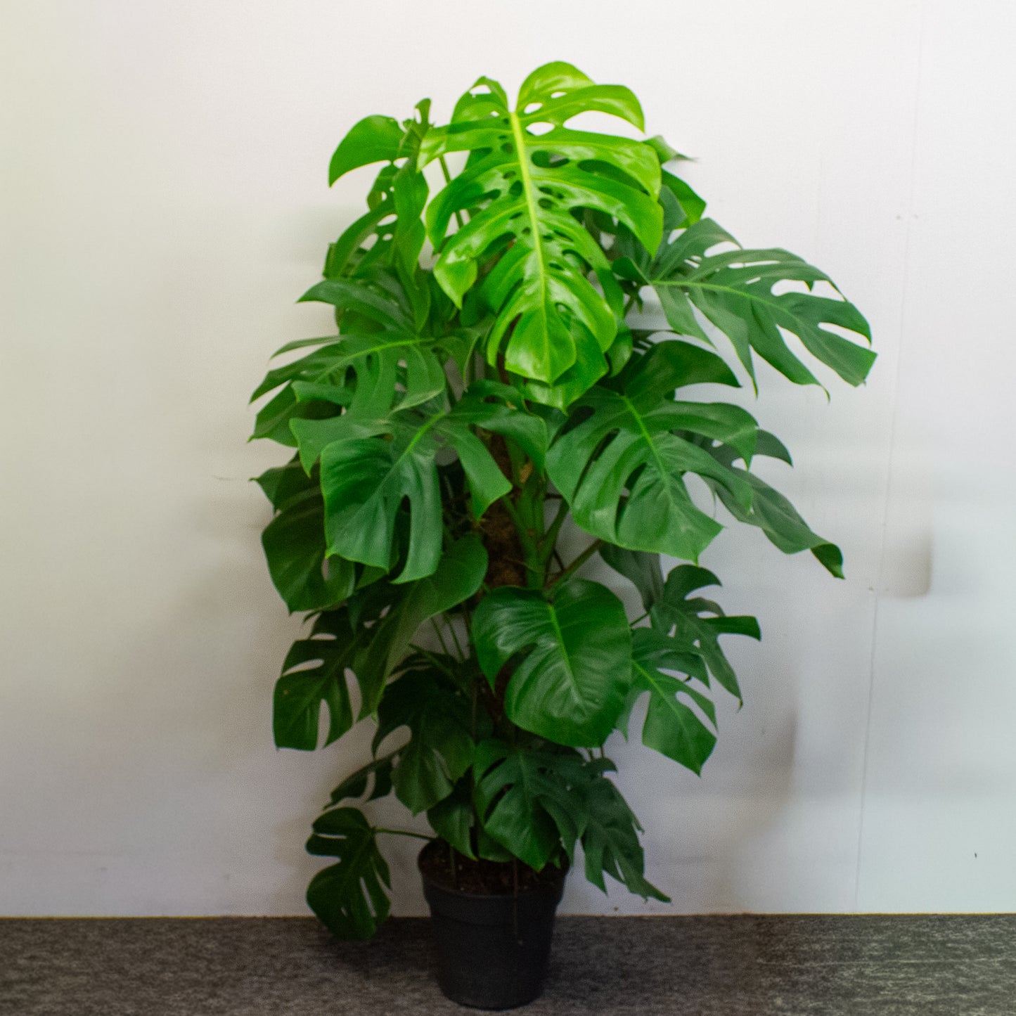 Monstera deliciosa 24cm H180cm