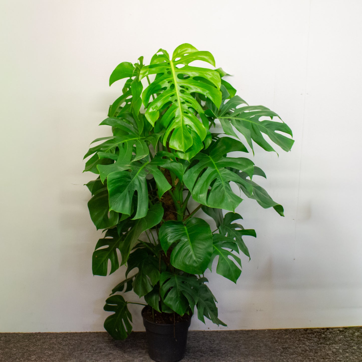 Monstera deliciosa 24cm H180cm