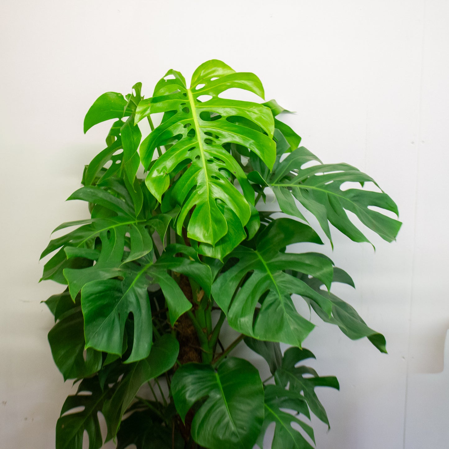 Monstera deliciosa 24cm H180cm