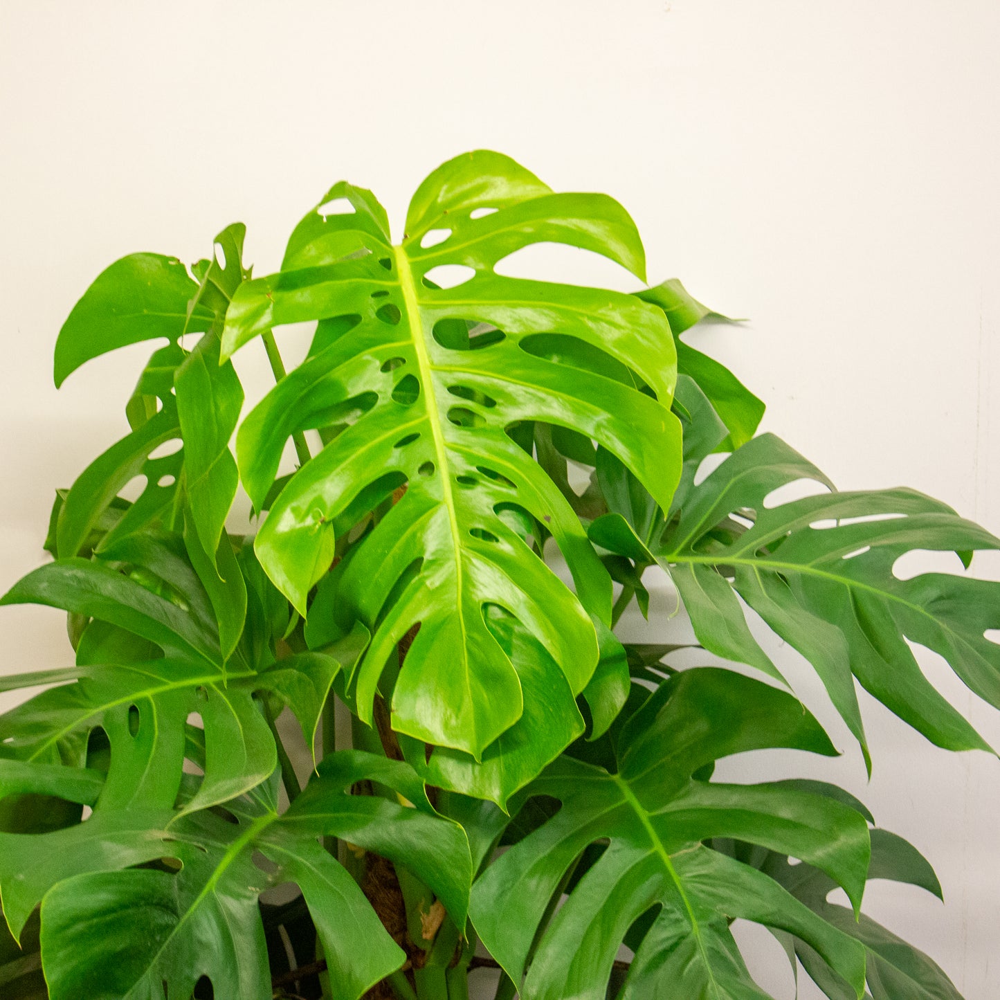 Monstera deliciosa 24cm H180cm