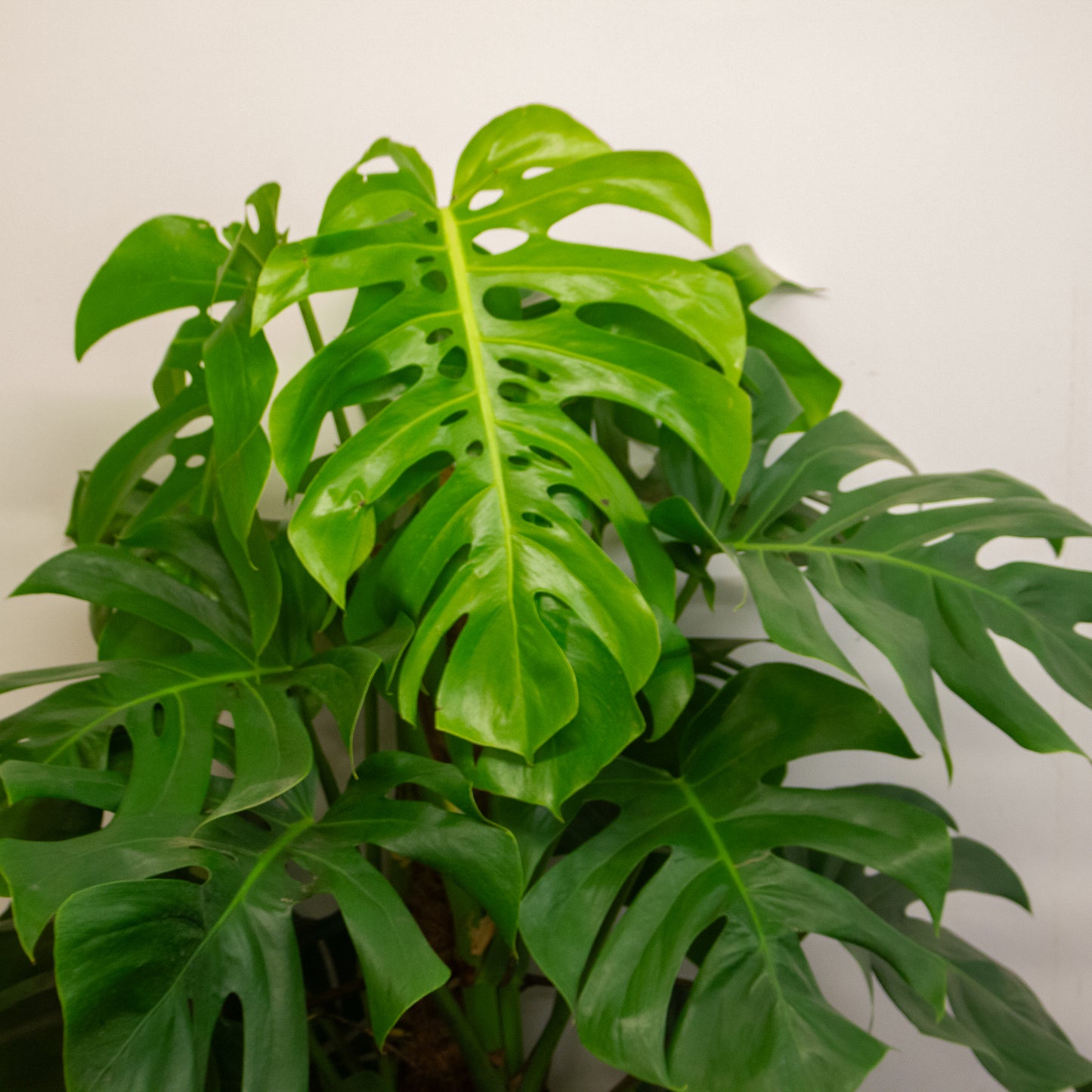Monstera deliciosa 24cm H180cm