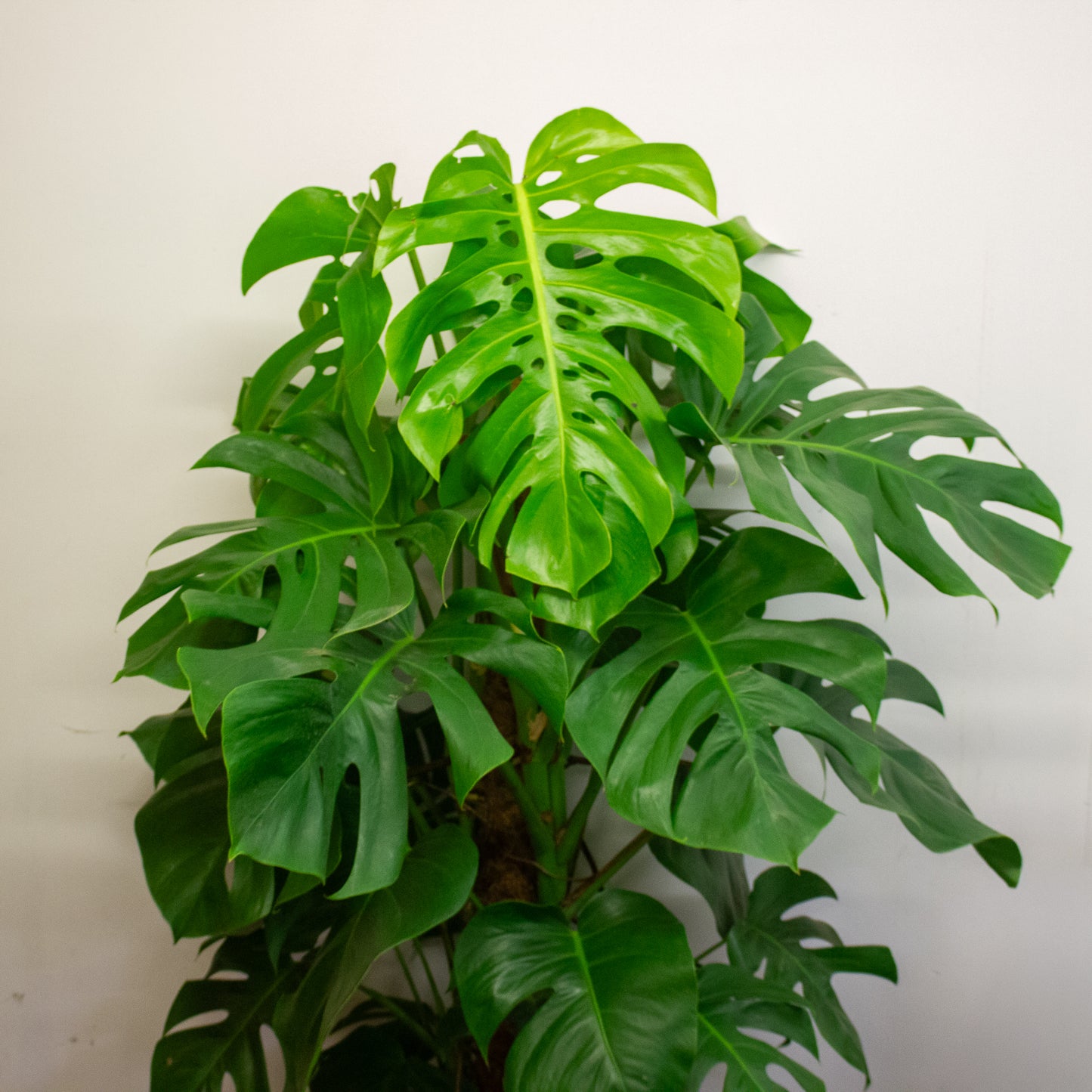 Monstera deliciosa 24cm H180cm