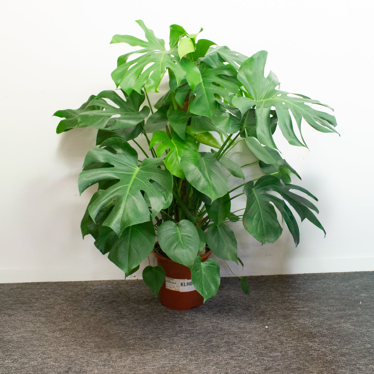 Monstera Deliciosa 27cm H120cm