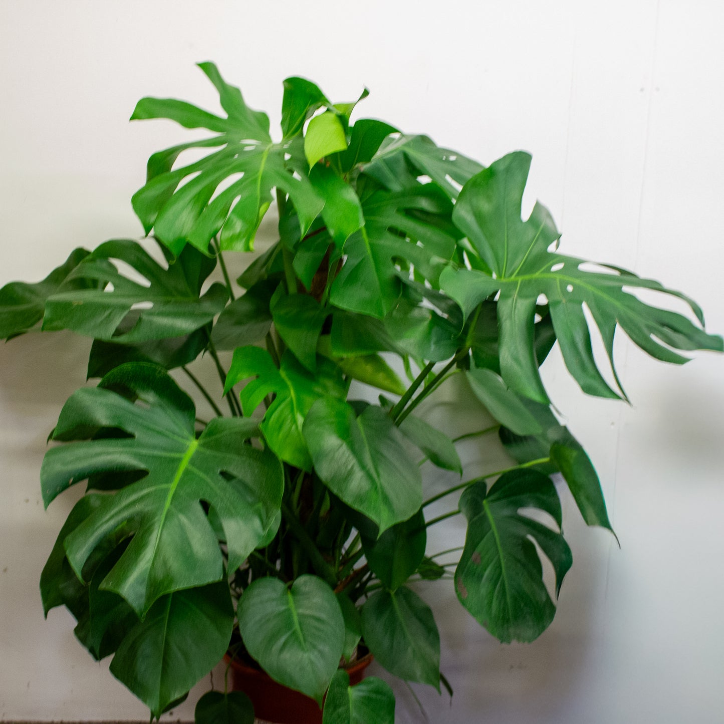 Monstera Deliciosa 27cm H120cm