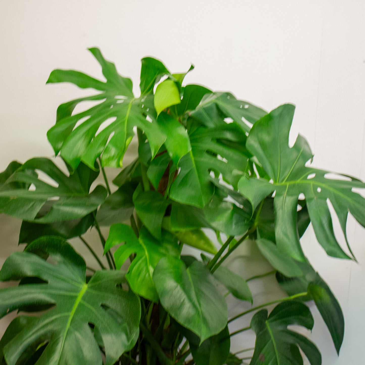 Monstera Deliciosa 27cm H120cm