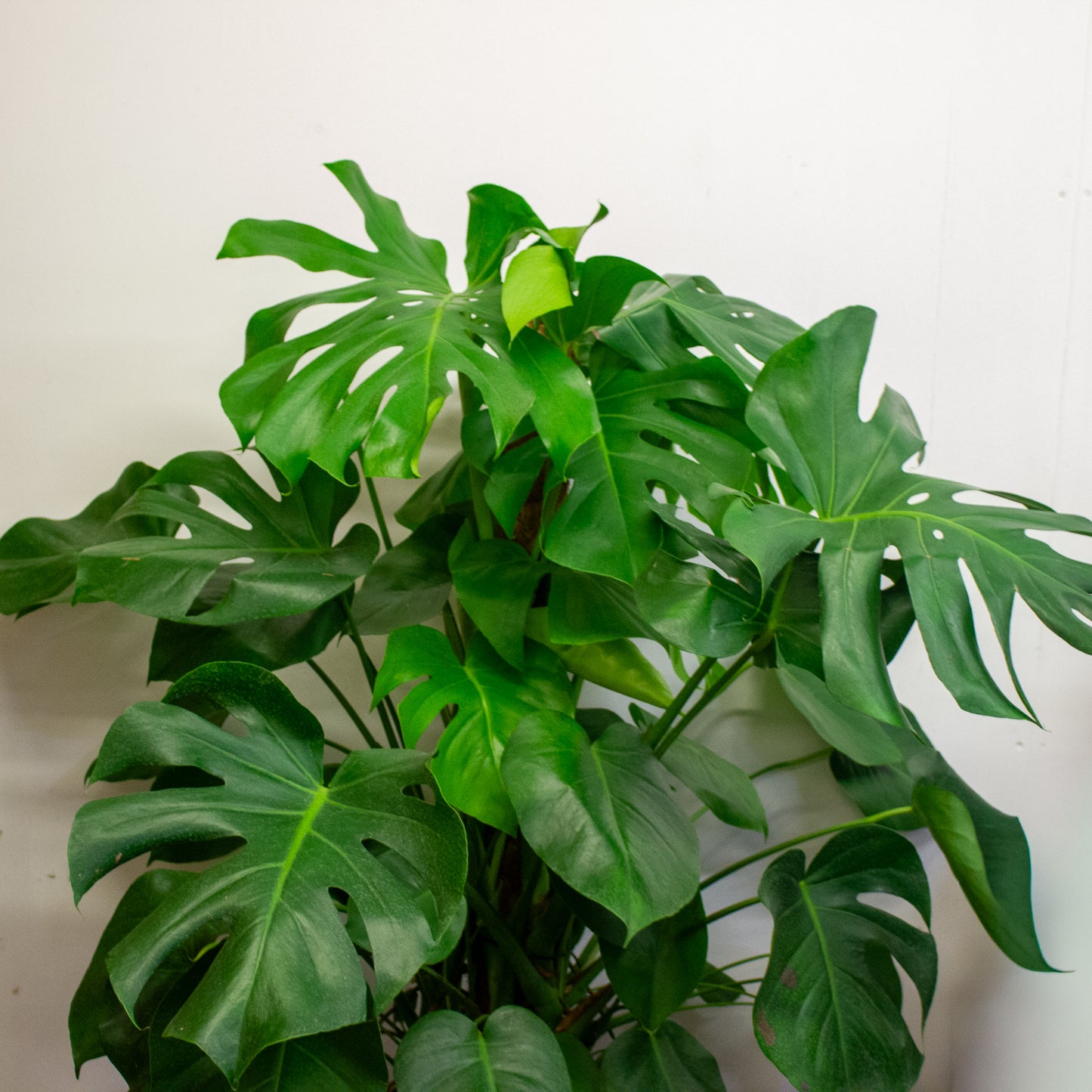 Monstera Deliciosa 27cm H120cm