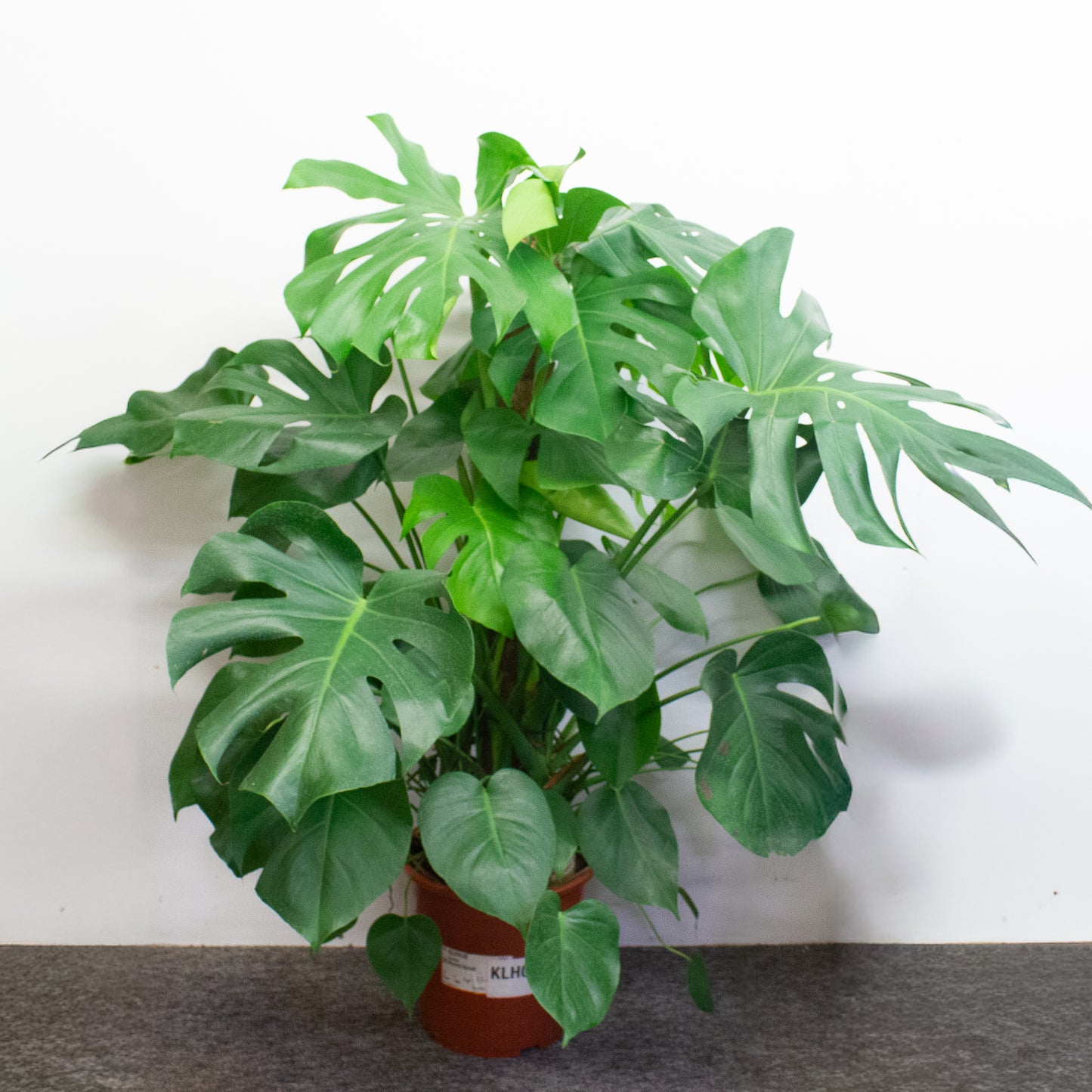 Monstera Deliciosa 27cm H120cm