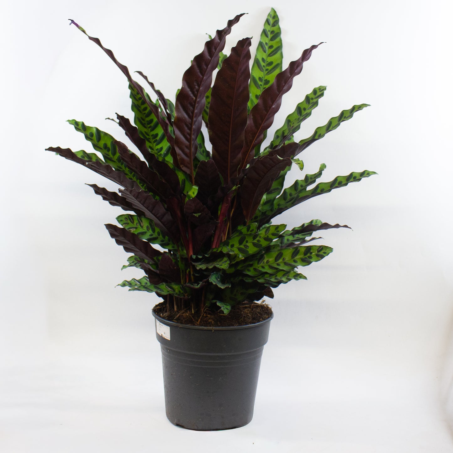 Calathea Lancifolia 27cm H80cm