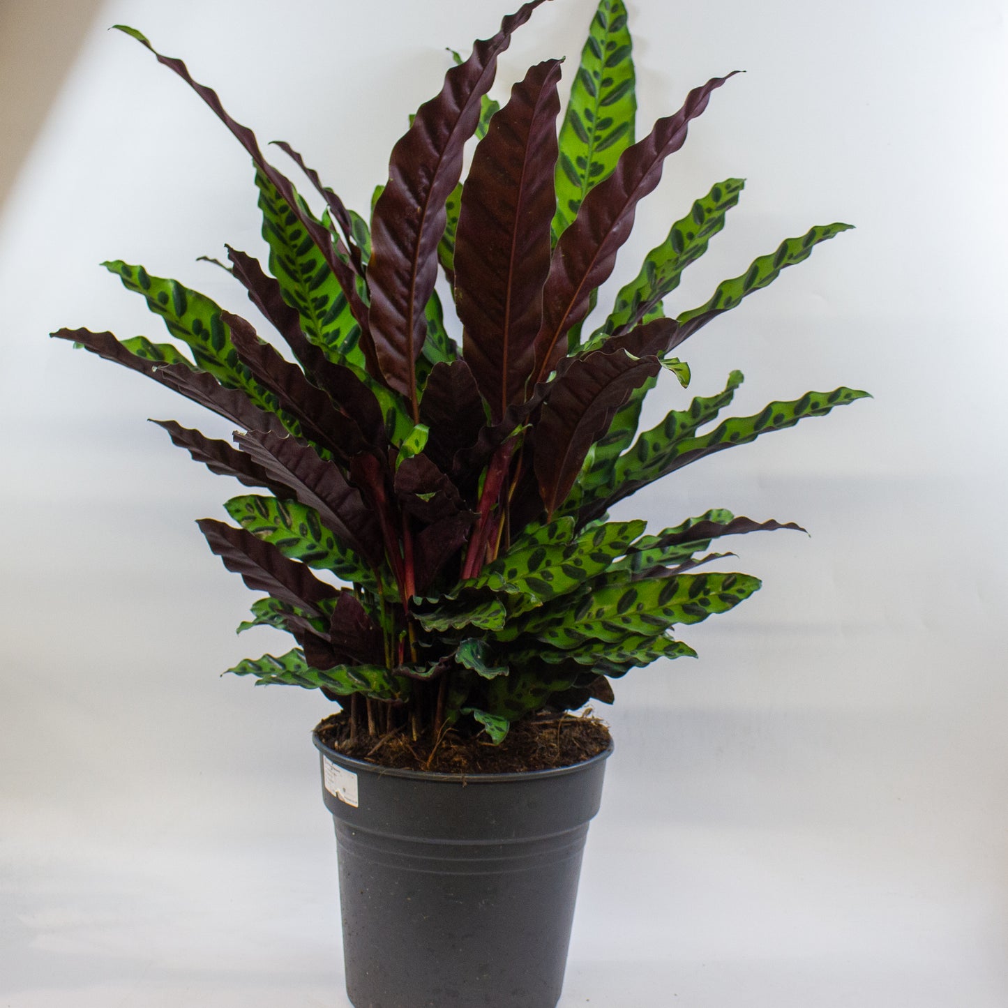 Calathea Lancifolia 27cm H80cm