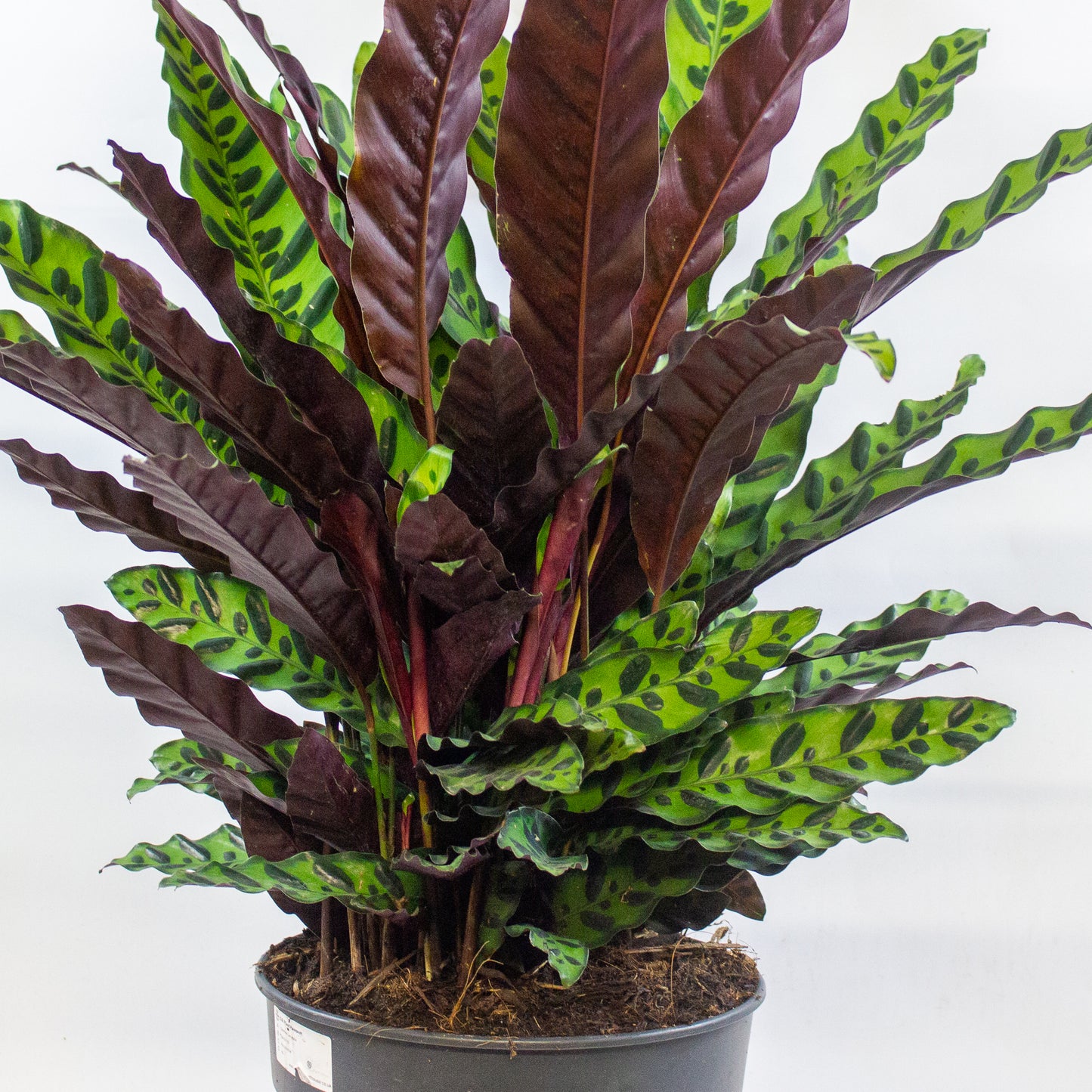 Calathea Lancifolia 27cm H80cm