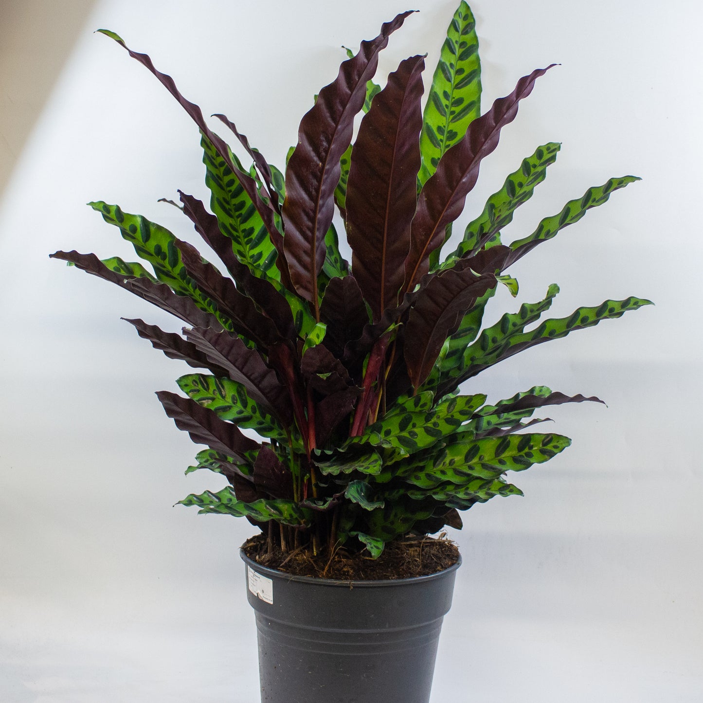 Calathea Lancifolia 27cm H80cm