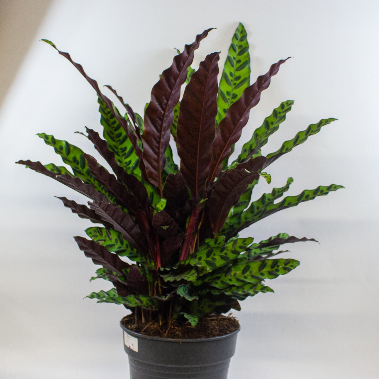 Calathea Lancifolia 27cm H80cm