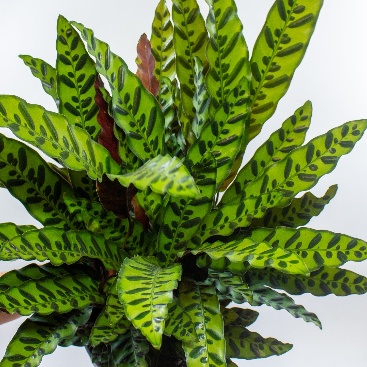 Calathea Lancifolia 27cm H80cm