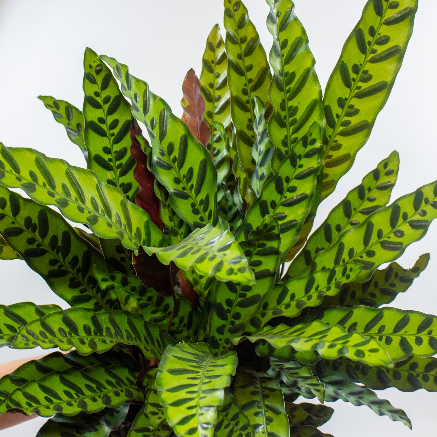 Calathea Lancifolia 27cm H80cm