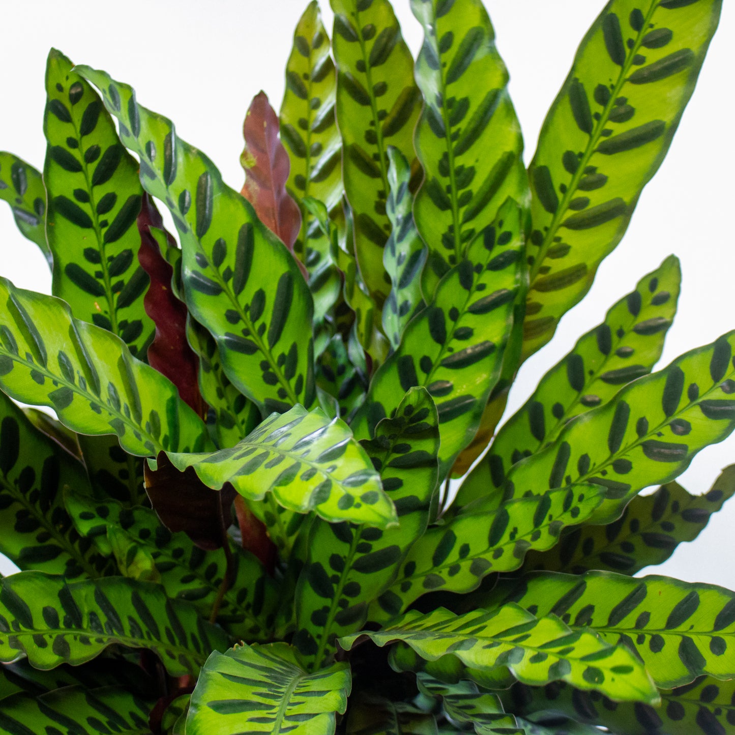 Calathea Lancifolia 27cm H80cm