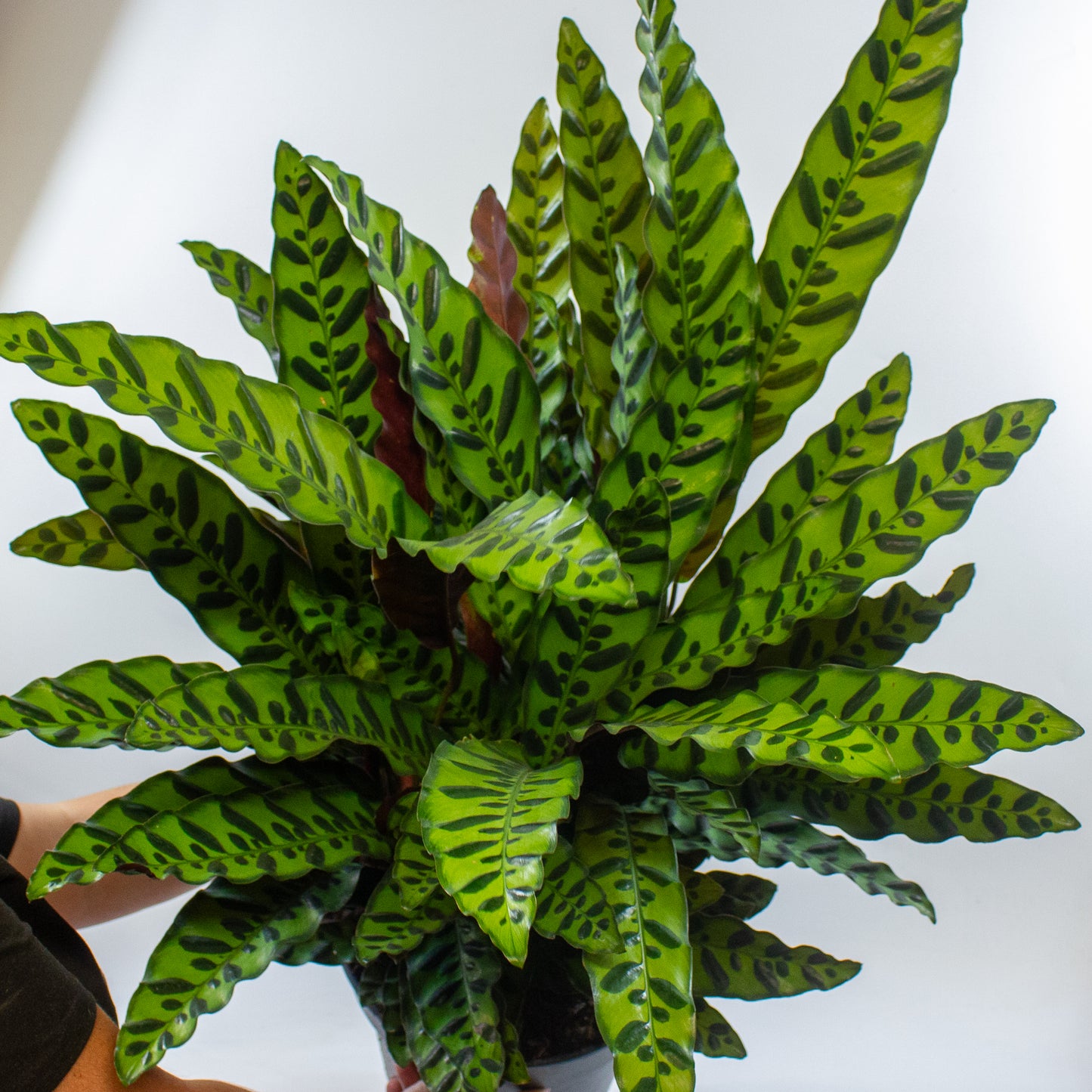 Calathea Lancifolia 27cm H80cm