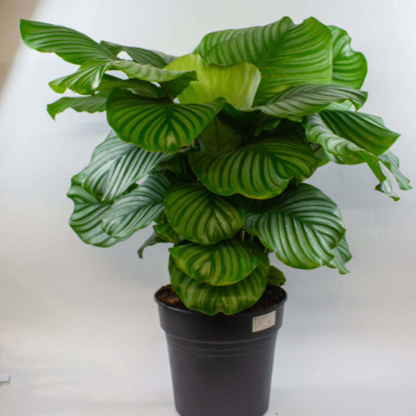 Calathea Orbifolia 27cm H80cm