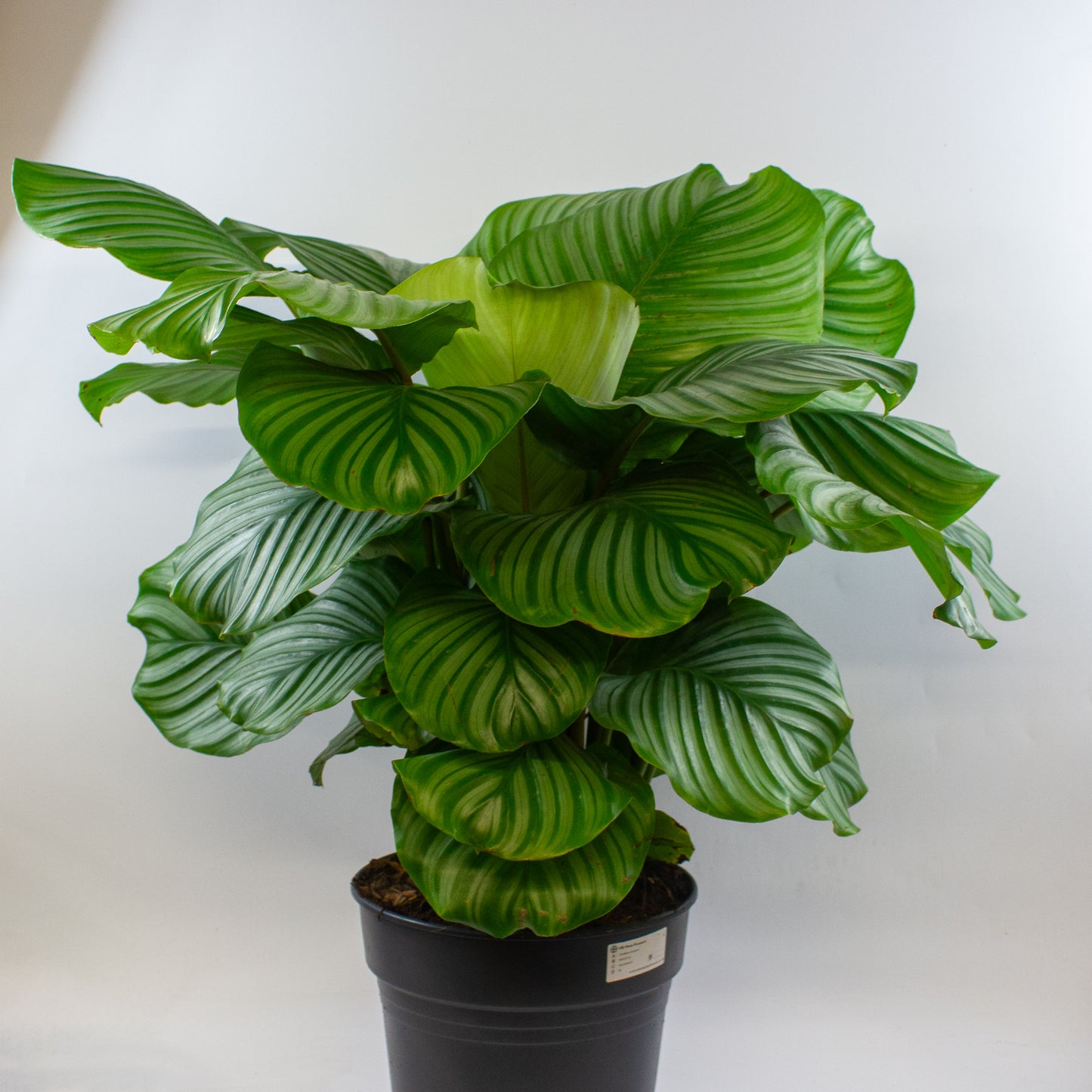 Calathea Orbifolia 27cm H80cm