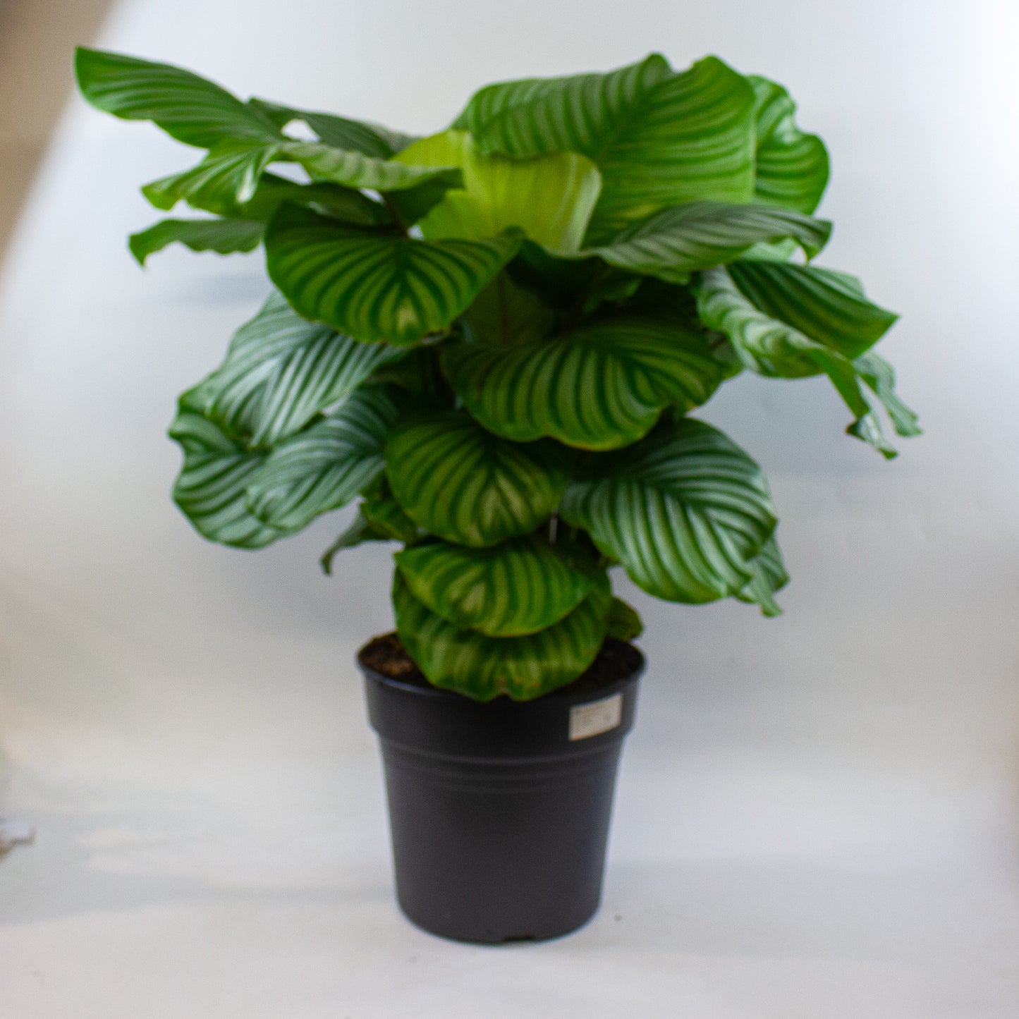 Calathea Orbifolia 27cm H80cm