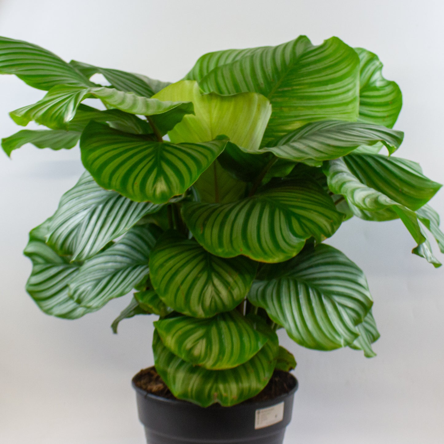 Calathea Orbifolia 27cm H80cm