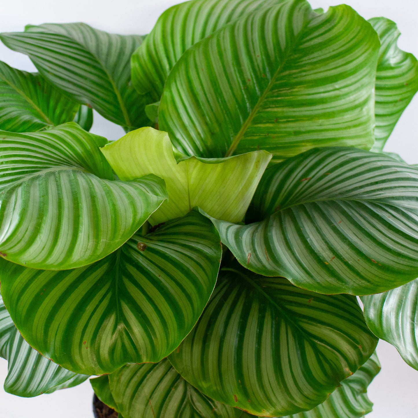Calathea Orbifolia 27cm H80cm