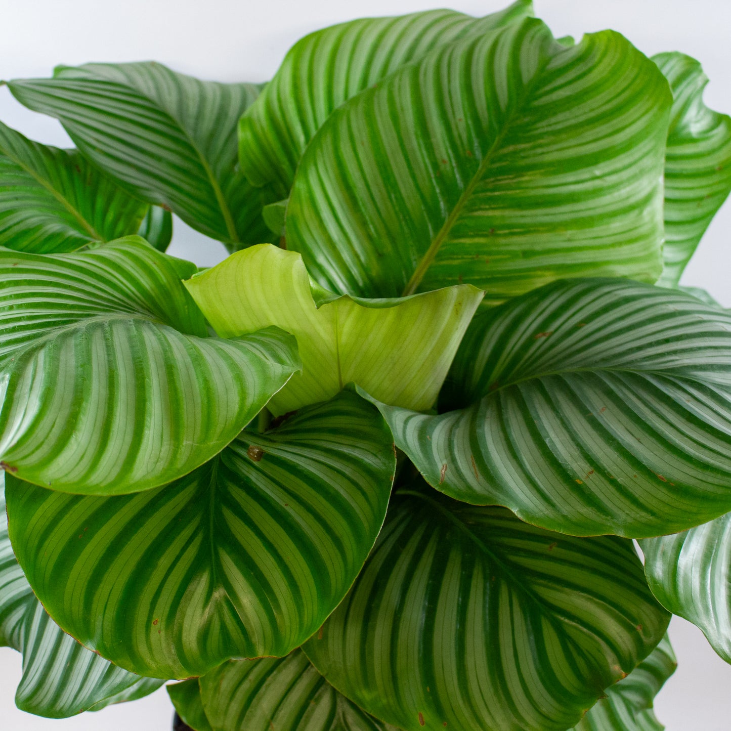 Calathea Orbifolia 27cm H80cm