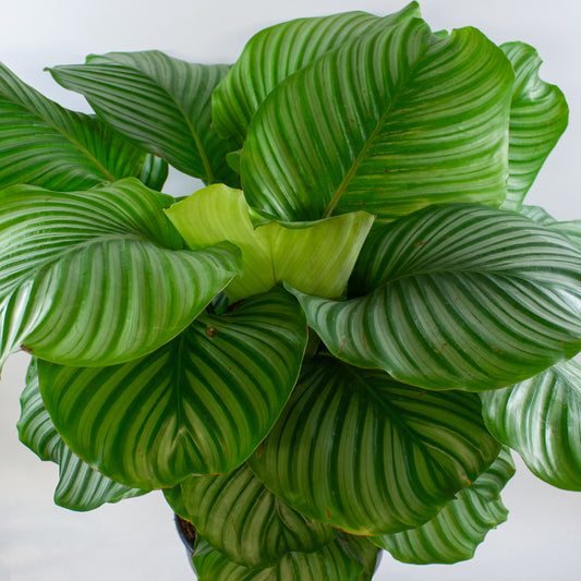 Calathea Orbifolia 27cm H80cm